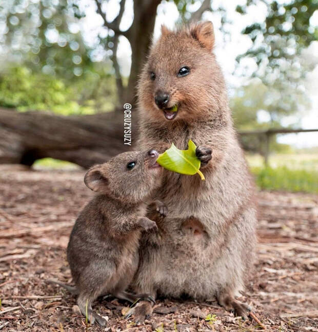 11232293_original (670x700, 500Kb)