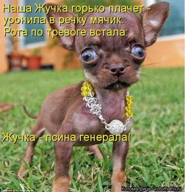 Котоматрицы(картинки с надписями)