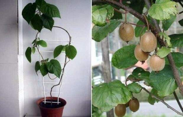 Киви: как вырастить фрукт дома и на даче