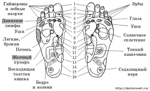 5239983_BIOLOGIChESKI_AKTIVNIE_TOChKI_STYPNEI_NOG (600x364, 143Kb)