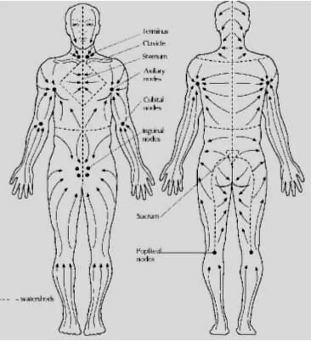 Массажные линии ног и бедер схема