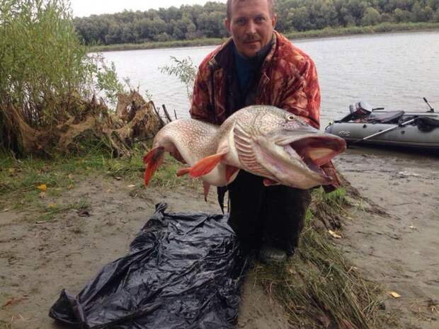 Новосибирский рыбак поймал щуку длиной с человека  история, новосибирск, рыбак, щука