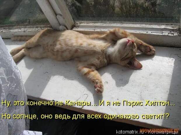 Уфф!!! Ну наконец-то! Котоматрицы великолепные, каждая с доброй улыбкой!!!