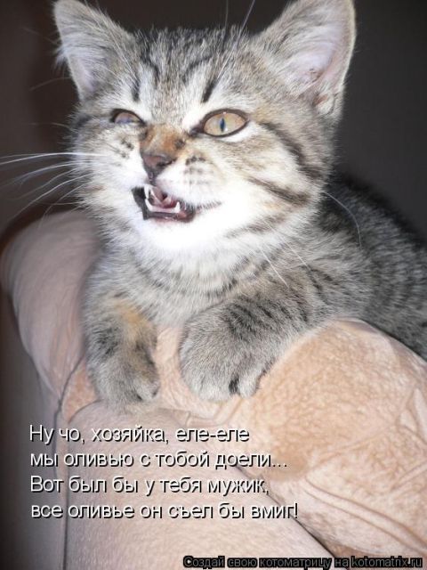 Лучшие котоматрицы недели (51 фото)