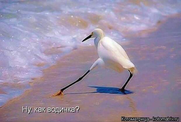 Лучшие котоматрицы недели (50 фото)