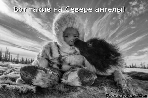 Лучшие котоматрицы недели (50 фото)