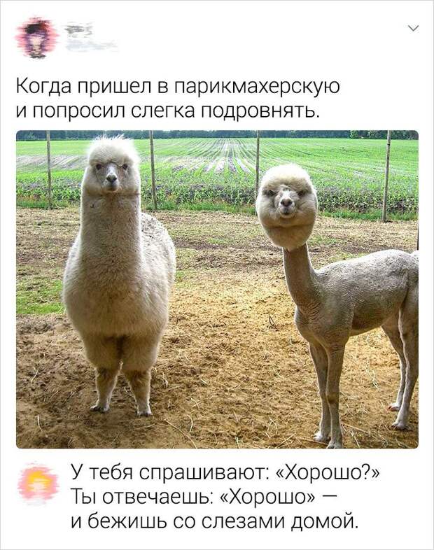 polzovateley-sarkastichnyh-socsetey-citaty-vkontakte-vkontakte-smeshnye-statusy