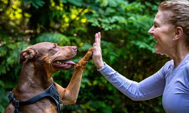 Тест: если угадаете возраст собаки по фото, у вас безошибочная интуиция