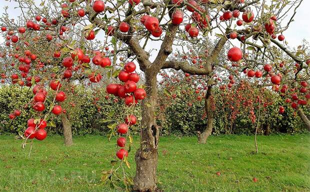 Осенняя обрезка яблони, груши и плодовых деревьев