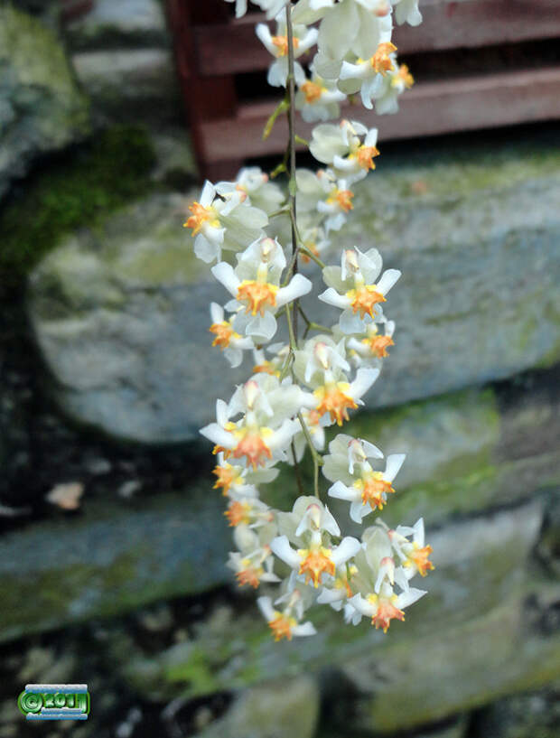 6560693091_9a1ae5d784_b[1] (531x700, 188Kb)