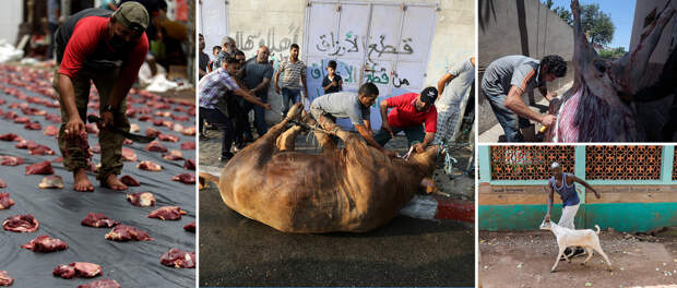 Реки крови на городских улицах: жертвоприношение животных в Курбан-байрам