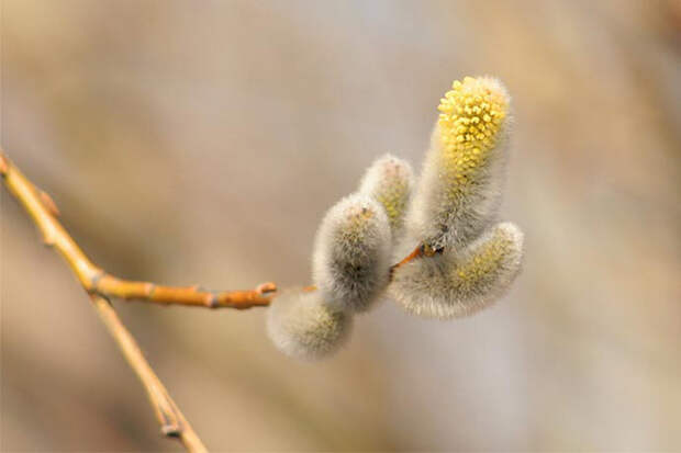 До +10 градусов потеплеет в Новосибирске в день Фотиньи Колодезницы