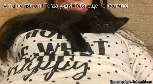 Лучшие котоматрицы недели (51 фото)