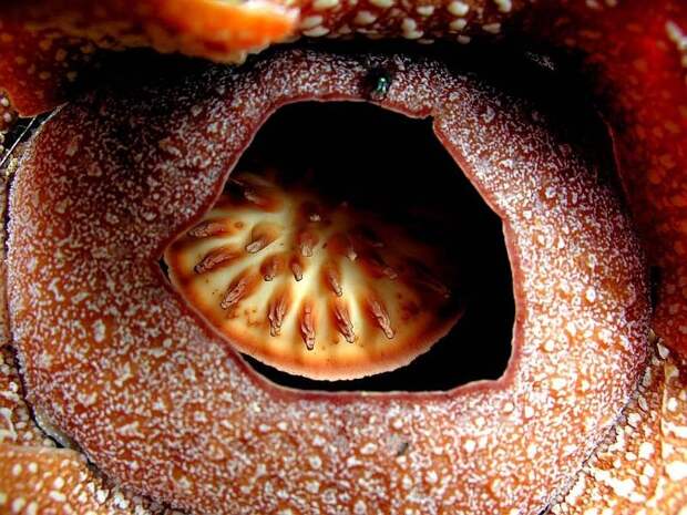 creepyplants54 Самые жуткие растения