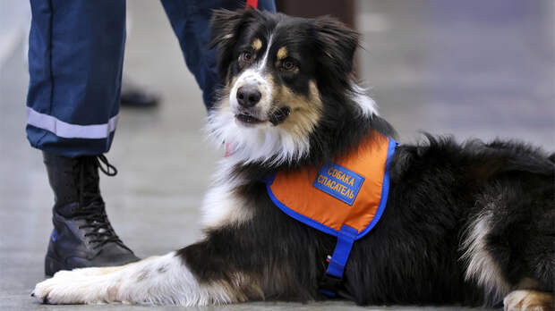 Собачья работа