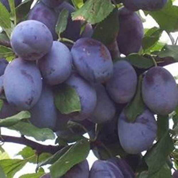 слива сорт блюбел