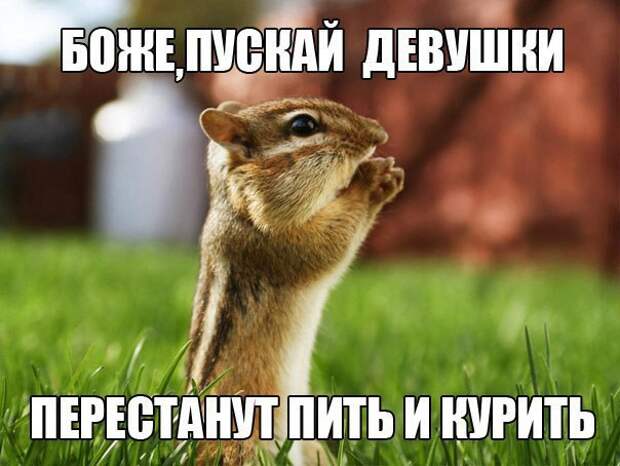 Прикольные картинки с надписями до слез (11 фото) Прикольные картинки с надписями до слез (11 фото)