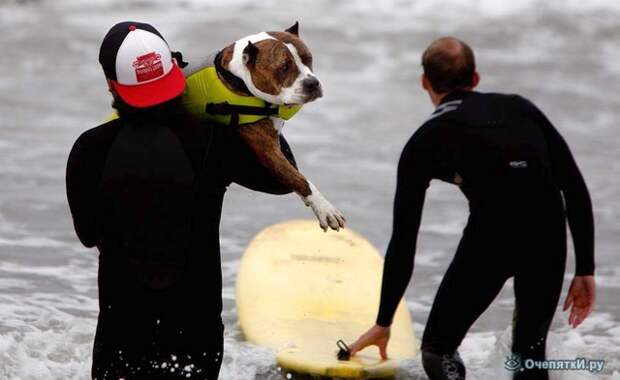Собачий сёрфинг 14