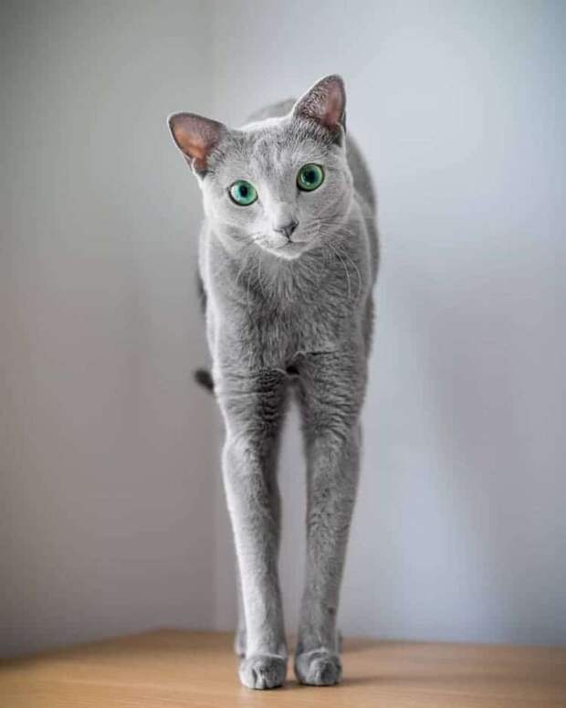 russian-blue-cats-5.jpg russian-blue-cats-5.jpg