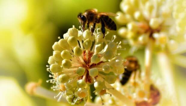 Шмель, пчела или оса залетели в дом: что сулят приметы