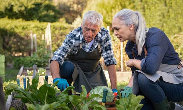 Помидор-картошку, двойной томат и еще 2 хитрости от китайских фермеров оценила агроном