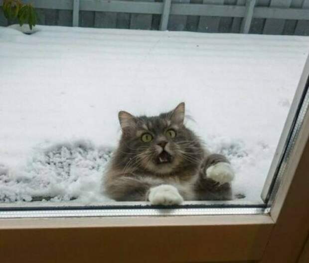 10 фото, доказывающих, что кошки не созданы для зимы