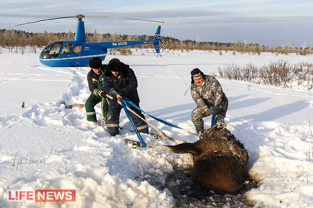 Летчики полтора часа вытаскивали огромное животное из воды