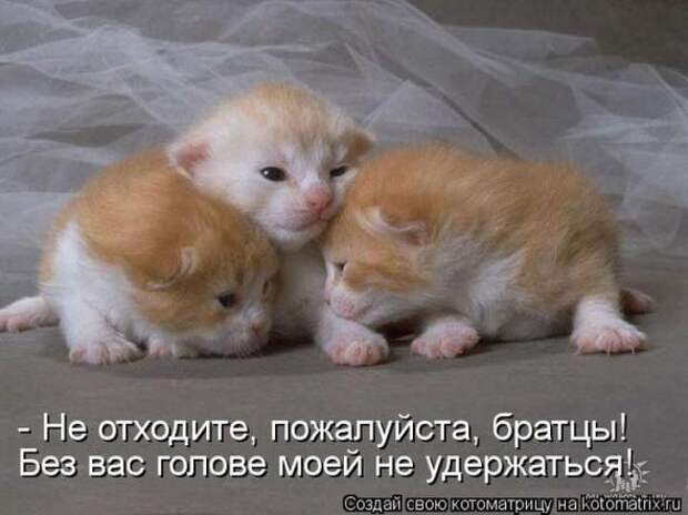 Котоматрицы (картинки с надписями)