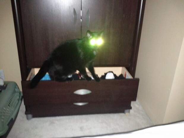 адские коты, злые кошки, evil cat