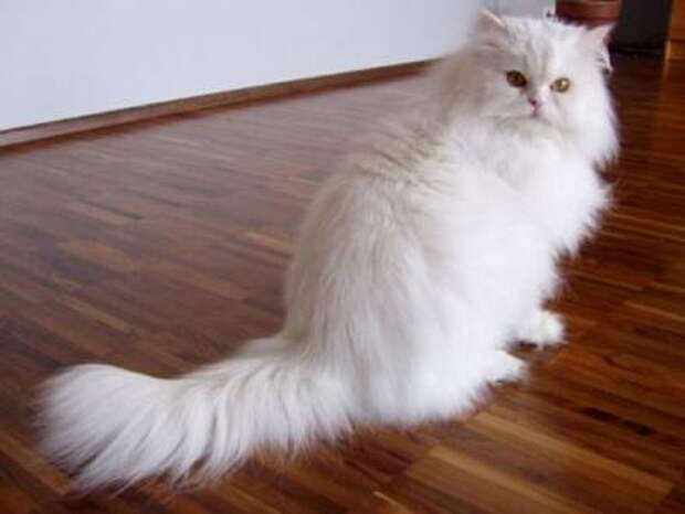 interesting  Top 10 Most Expensive Cat Breeds in the World
