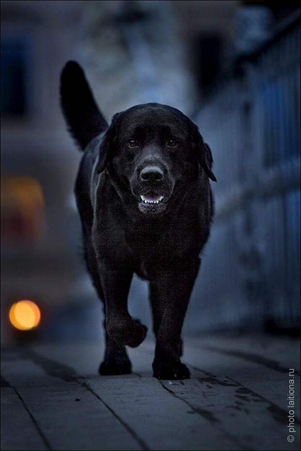 Alice has a big black dog. Чёрный пёс. Черные собаки. Черная щенок на улице. Черная собака в ночи.