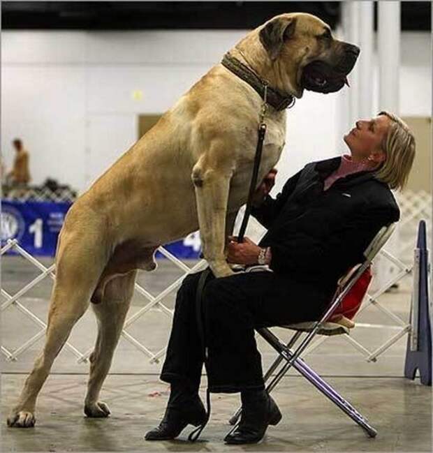 This dog who&#39;s investigating something. 