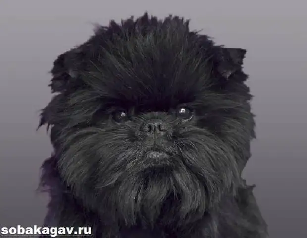 Аффенпинчер собака. Описание, особенности, уход и цена аффенпинчера