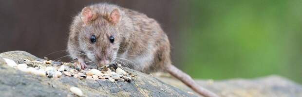 В Алматы стартует весенняя дератизация