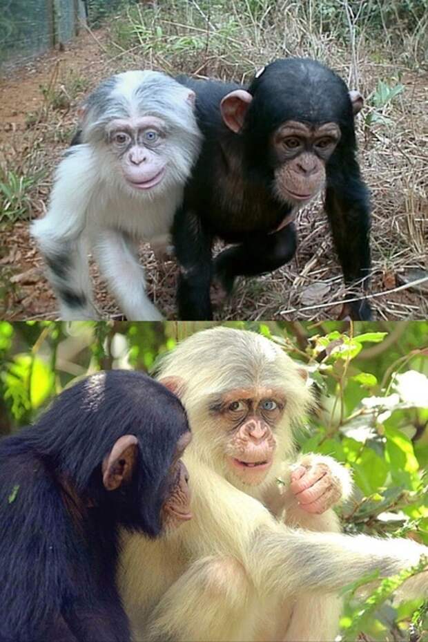 Фото обезьян смешные до слез с надписями