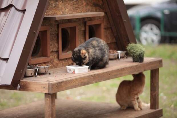 Кошкин дом: как жители САО помогают животным, оставшимся без хозяев