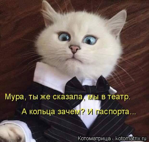 1451492484_kotomatritsa_zq