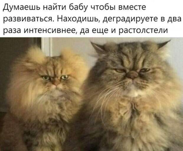 Прикольные и смешные картинки
