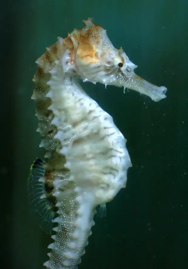 Морские род. Морской конёк (Hippocampus guttulatus). Длиннорылый морской конёк Черноморский. Морской конек в черном море. Черное море рыбы коньки.