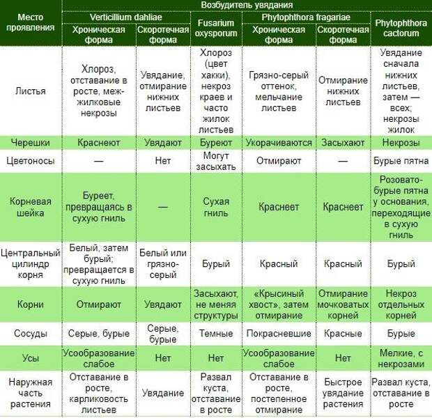 Таблица сравнения болезней увядания земляники. Фото с сайта asprus.ru