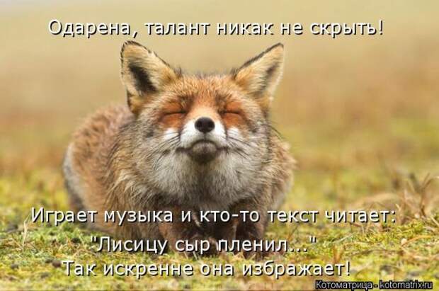 Лучшие котоматрицы недели (50 фото)