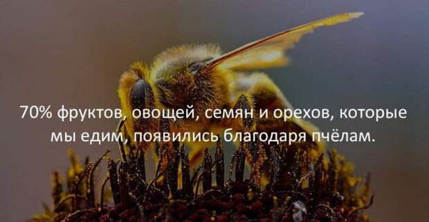 Интересные факты для любознательных (30 картинок)