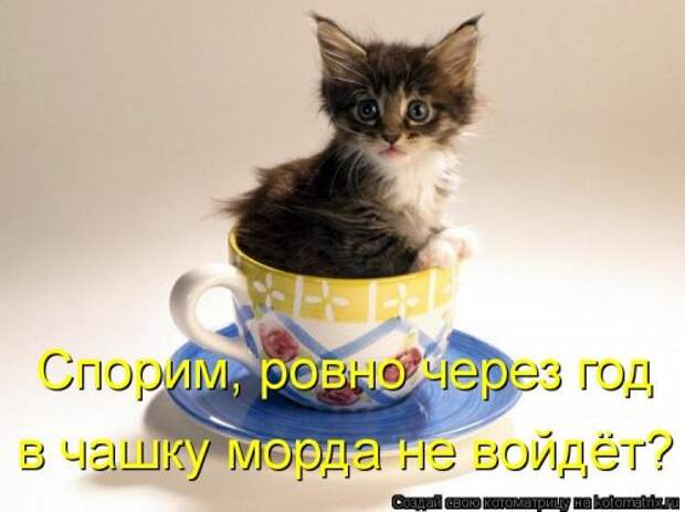 Новая котоматрица (44 шт)
