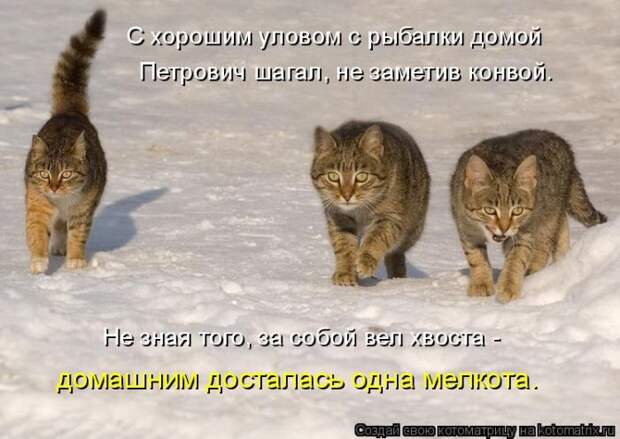Лучшие котоматрицы недели (50 фото)