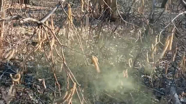 В нацпарке "Тульские засеки" началось пыление лещины