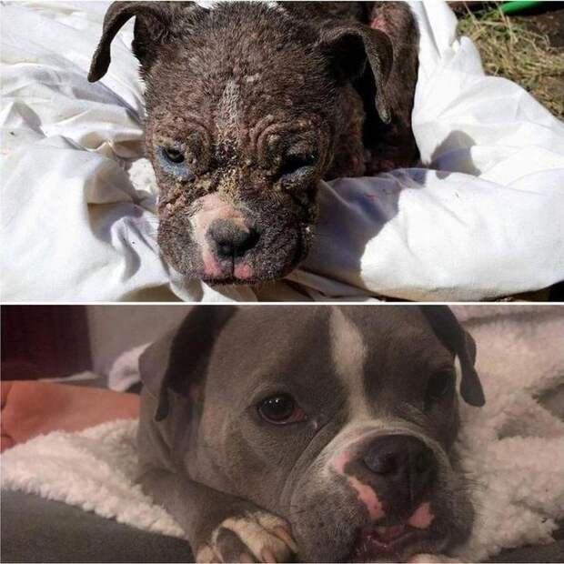До и после того, как  их спасли и подарили дом