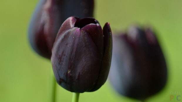 Тюльпаны чёрного цвета