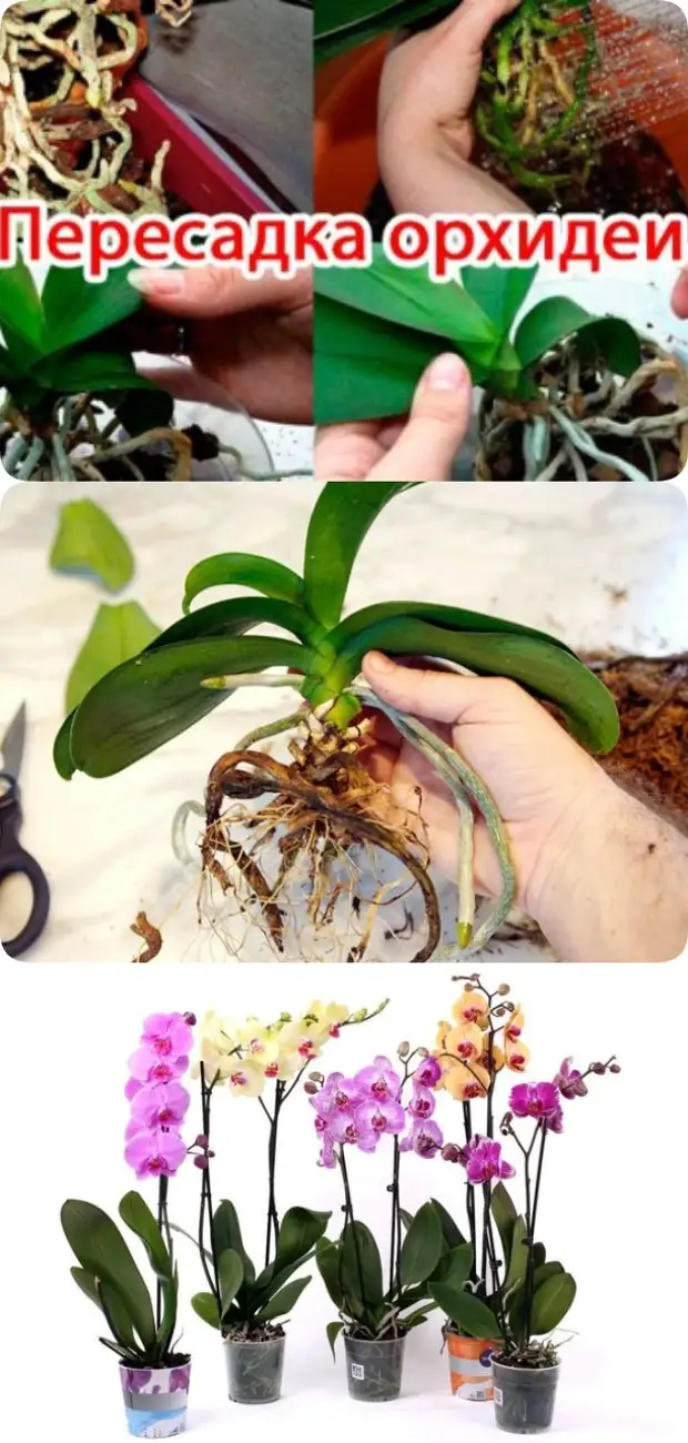 Как правильно пересадить орхидею в новый горшок. Пересадка орхидеи. Пересадить орхидею. Пересадка орхидеи в домашних. Пересадить орхидею правильно.