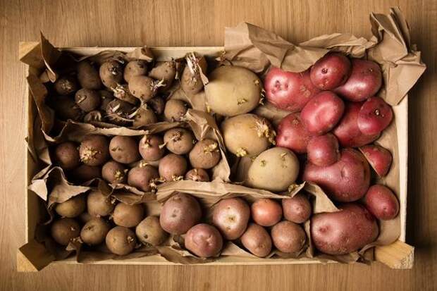 Селекционеры трудятся над выведением самых разных сортов картофеля, чтобы угодить всем огородникам