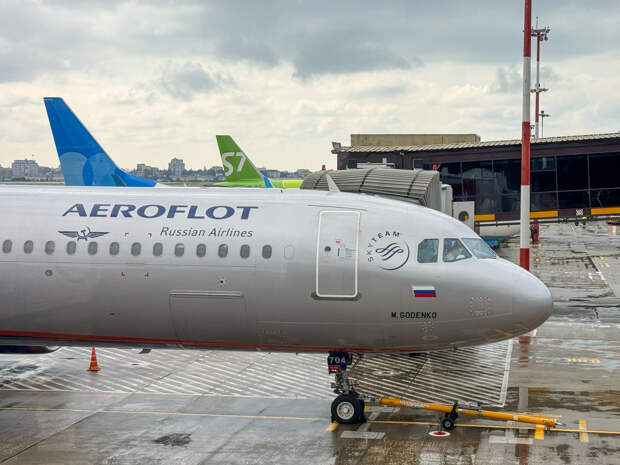 «Аэрофлот» запустил услугу перевозки домашних питомцев в салоне самолета